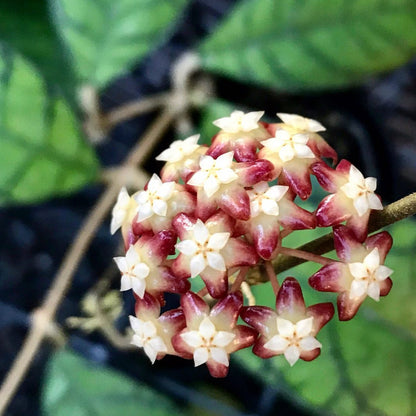 Hoya callistophylla Sabah IML 1762 H316