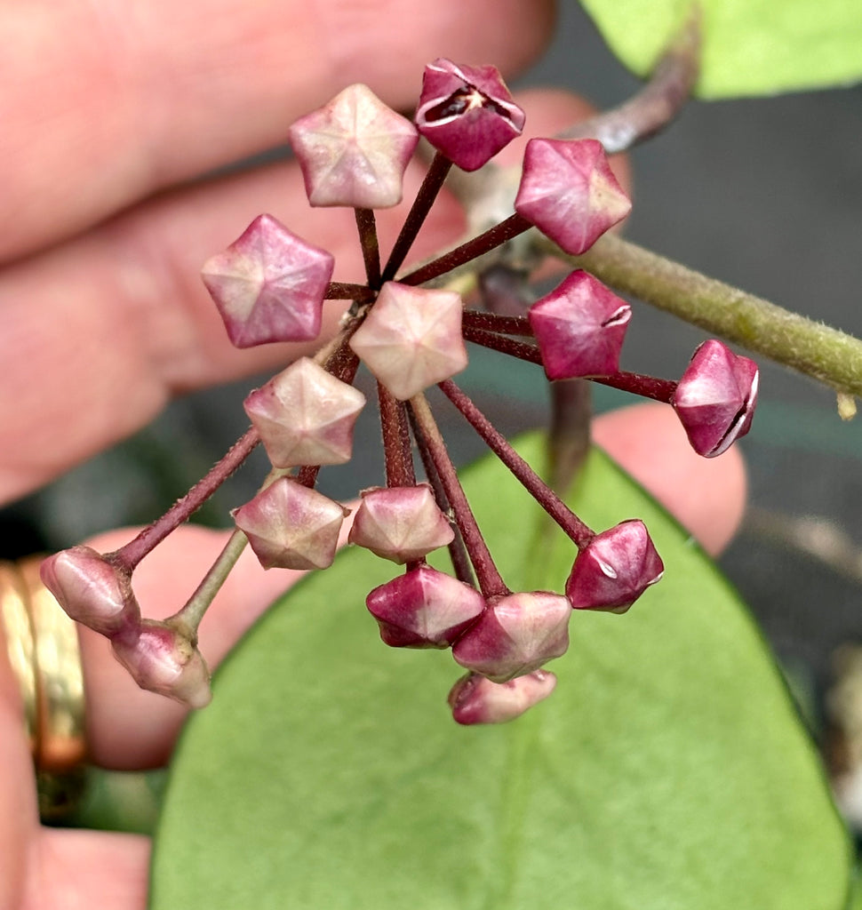 Hoya obovata (chimera) H194