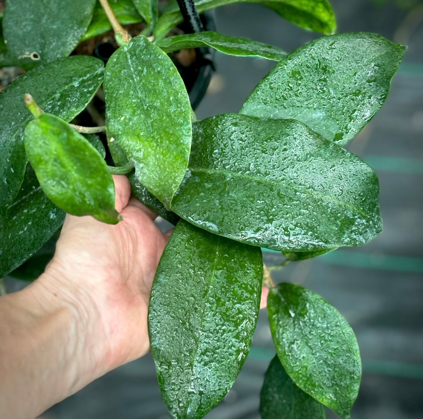Hoya macgillivrayi 'Mt Tozer' IML 0278 H247