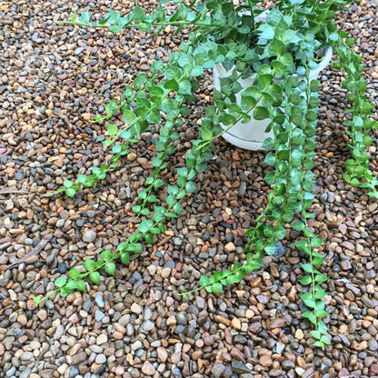 Dischidia ruscifolia D18