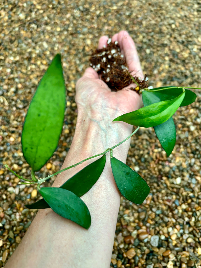 Hoya flagellata gold H344