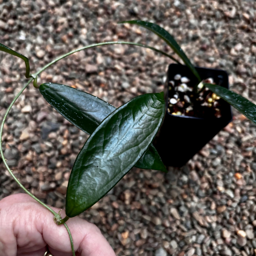 Hoya vangviengiensis H432