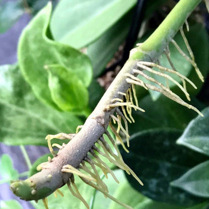 Hoya pachyclada IML 0523 H25
