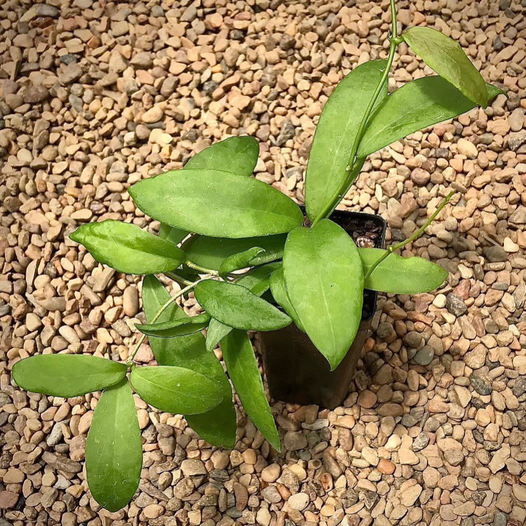 Hoya cagayanensis IML 1600 H279