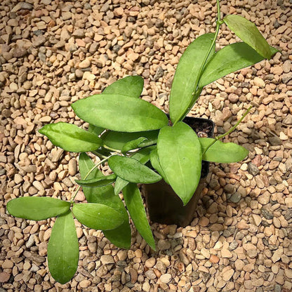 Hoya cagayanensis IML 1600 H279