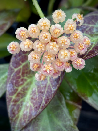 Hoya 'Sunrise' H178