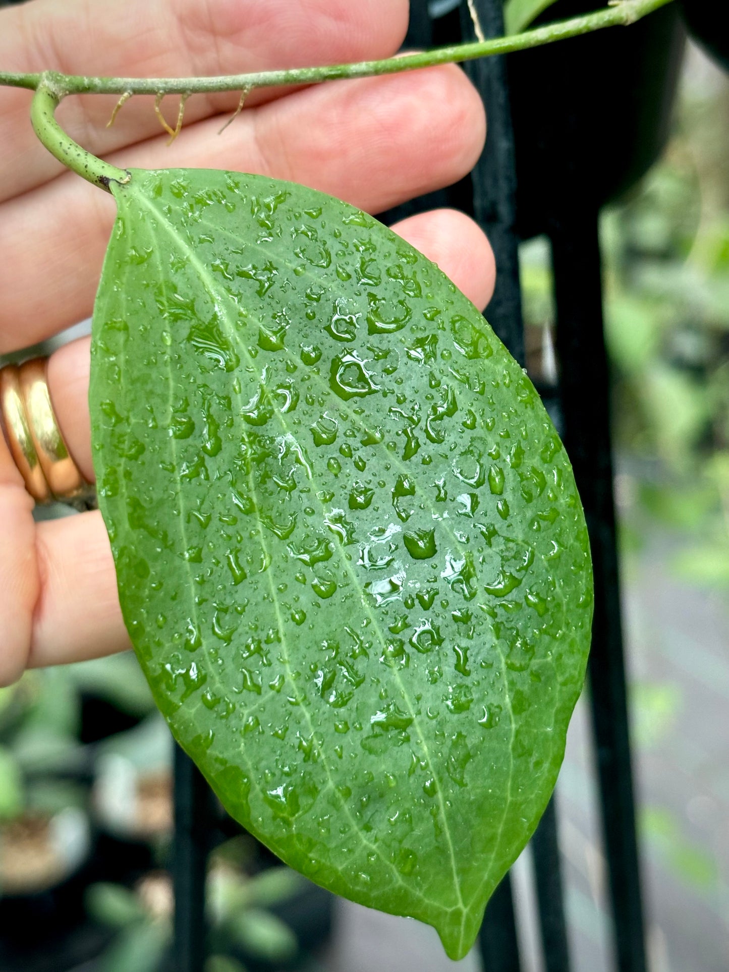 Hoya fischeriana IML 1289 H233