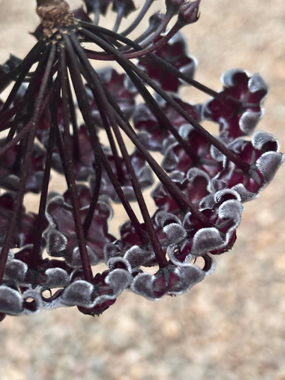 Hoya pubicalyx H165
