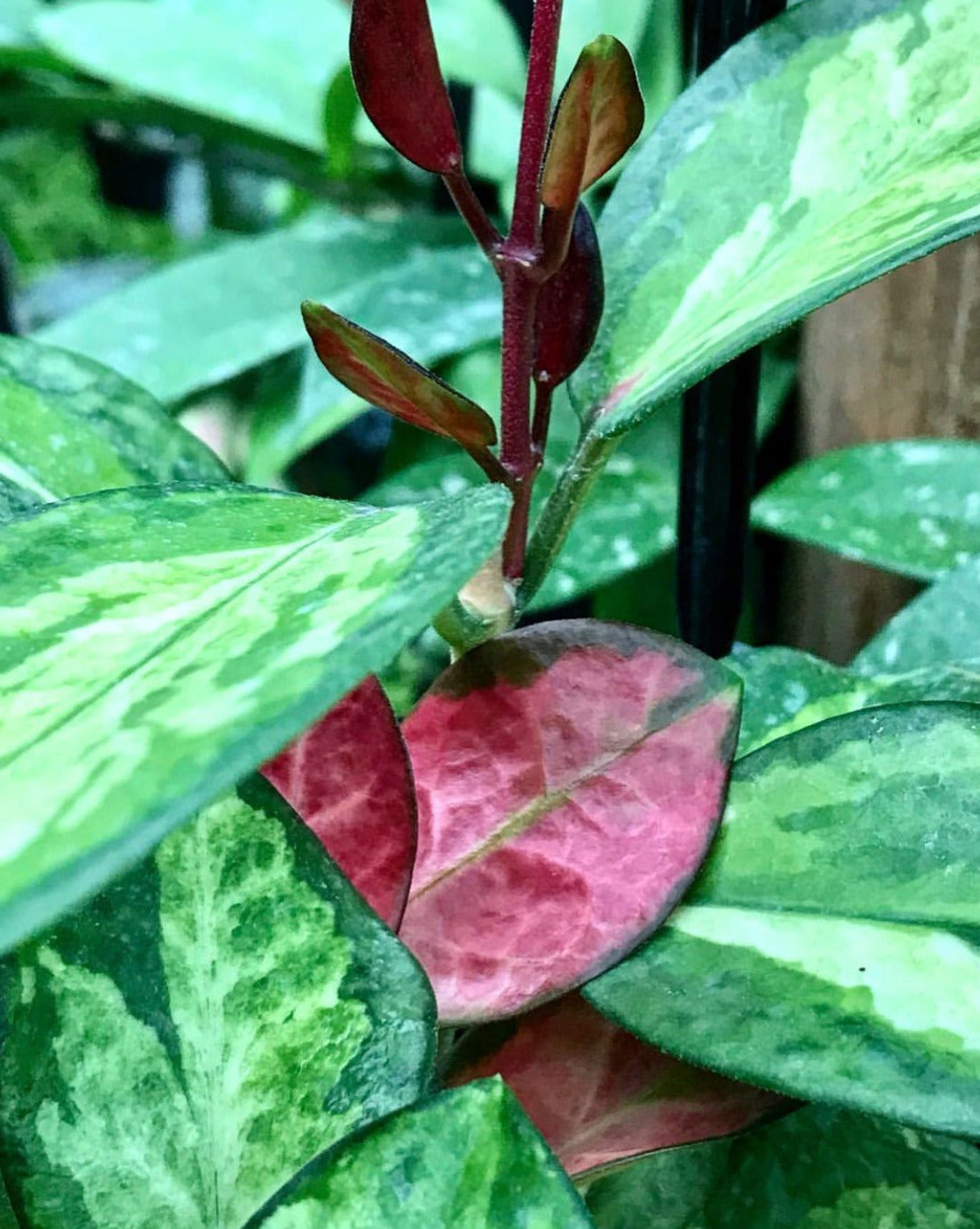 Hoya australis ssp. tenuipes 'Lisa' H288