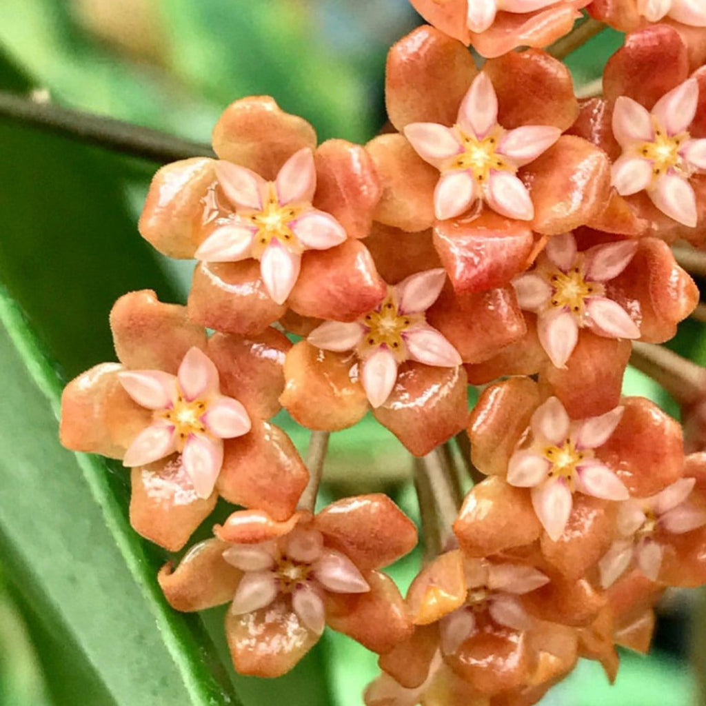 Hoya ilagiorum H183