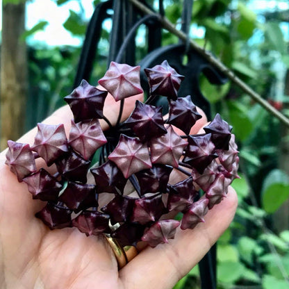 Hoya pubicalyx H165