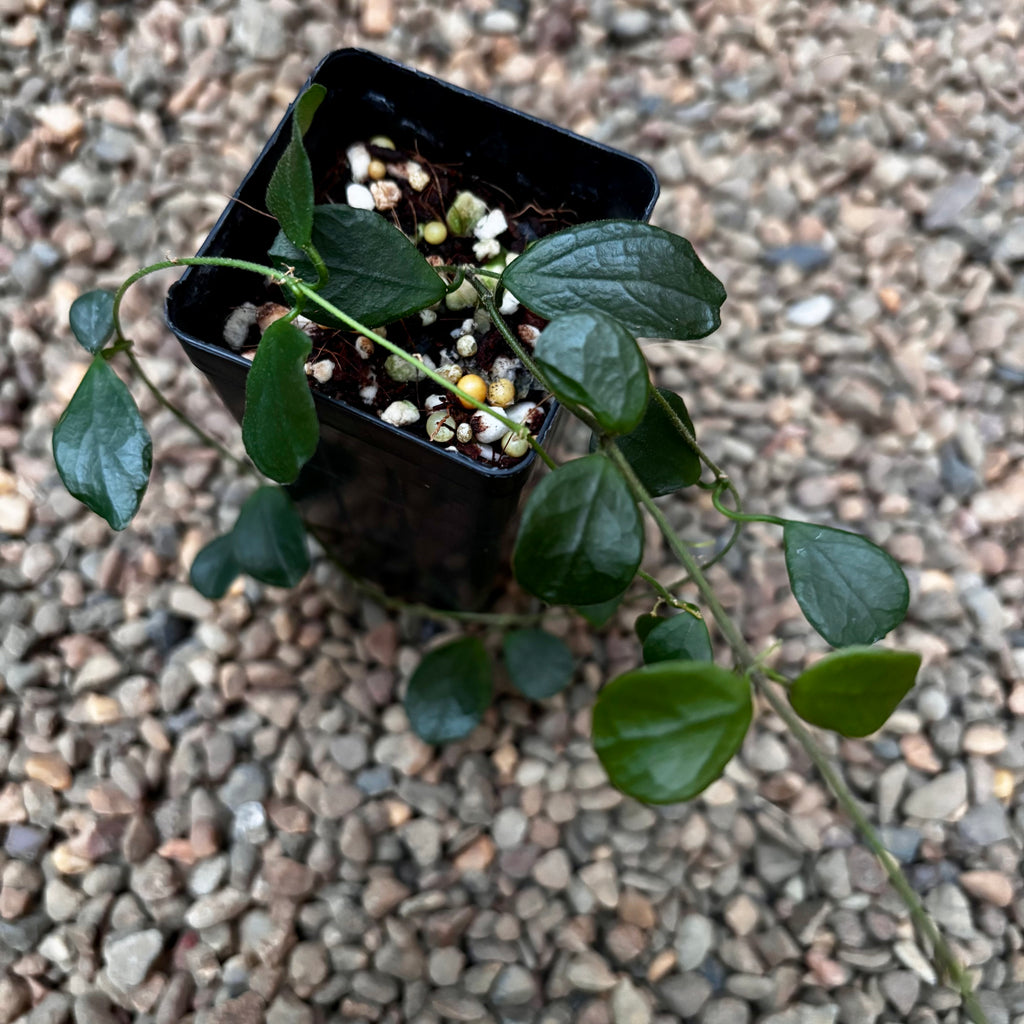 Hoya obcordata H408