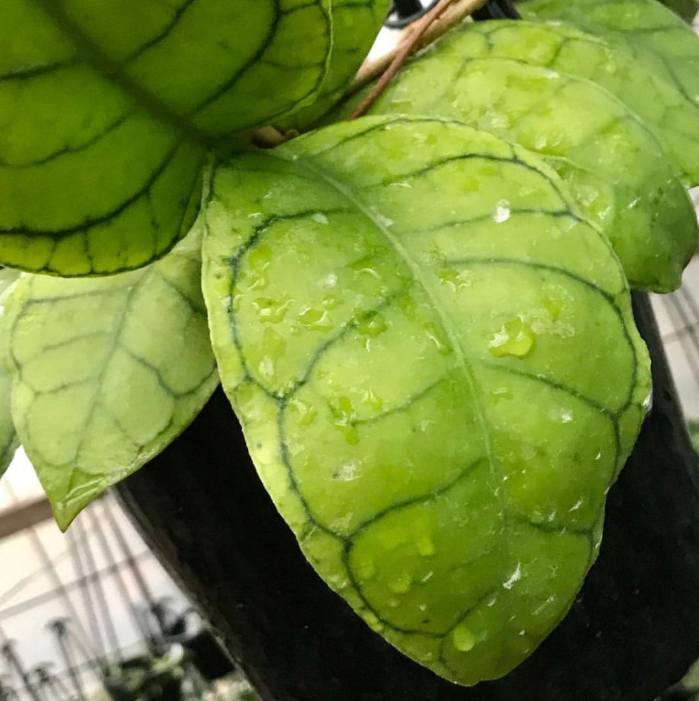 Hoya callistophylla Borneo IML 1174 H46
