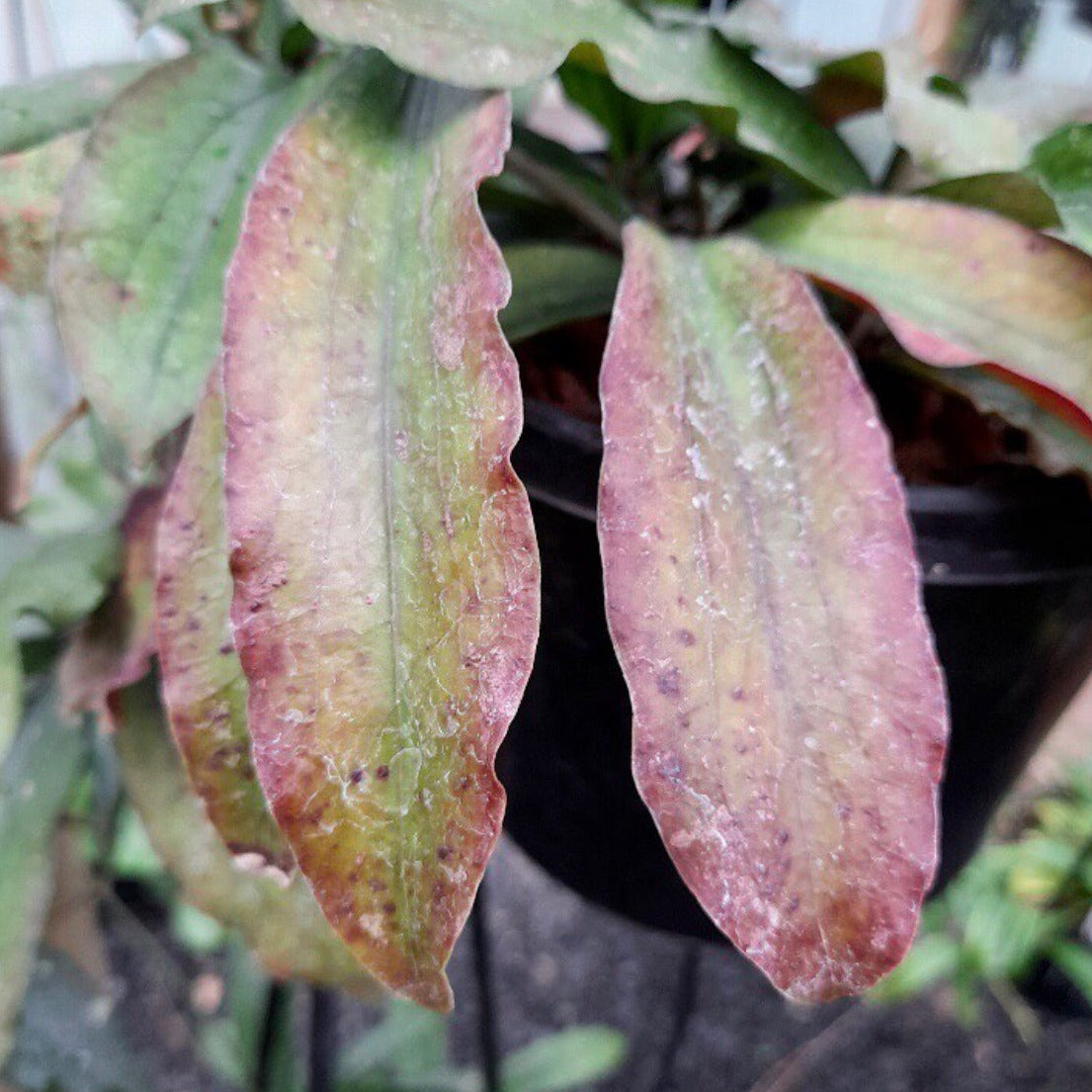Hoya erythrina H24