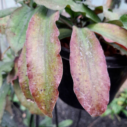Hoya erythrina H24