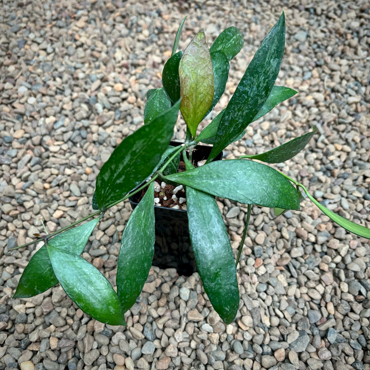 Hoya memoria IML 0107 H109