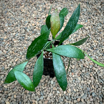 Hoya memoria IML 0107 H109