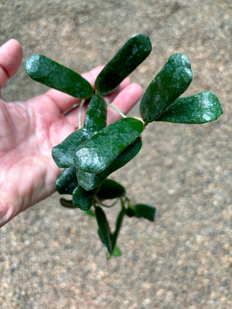 Hoya rotundiflora H291