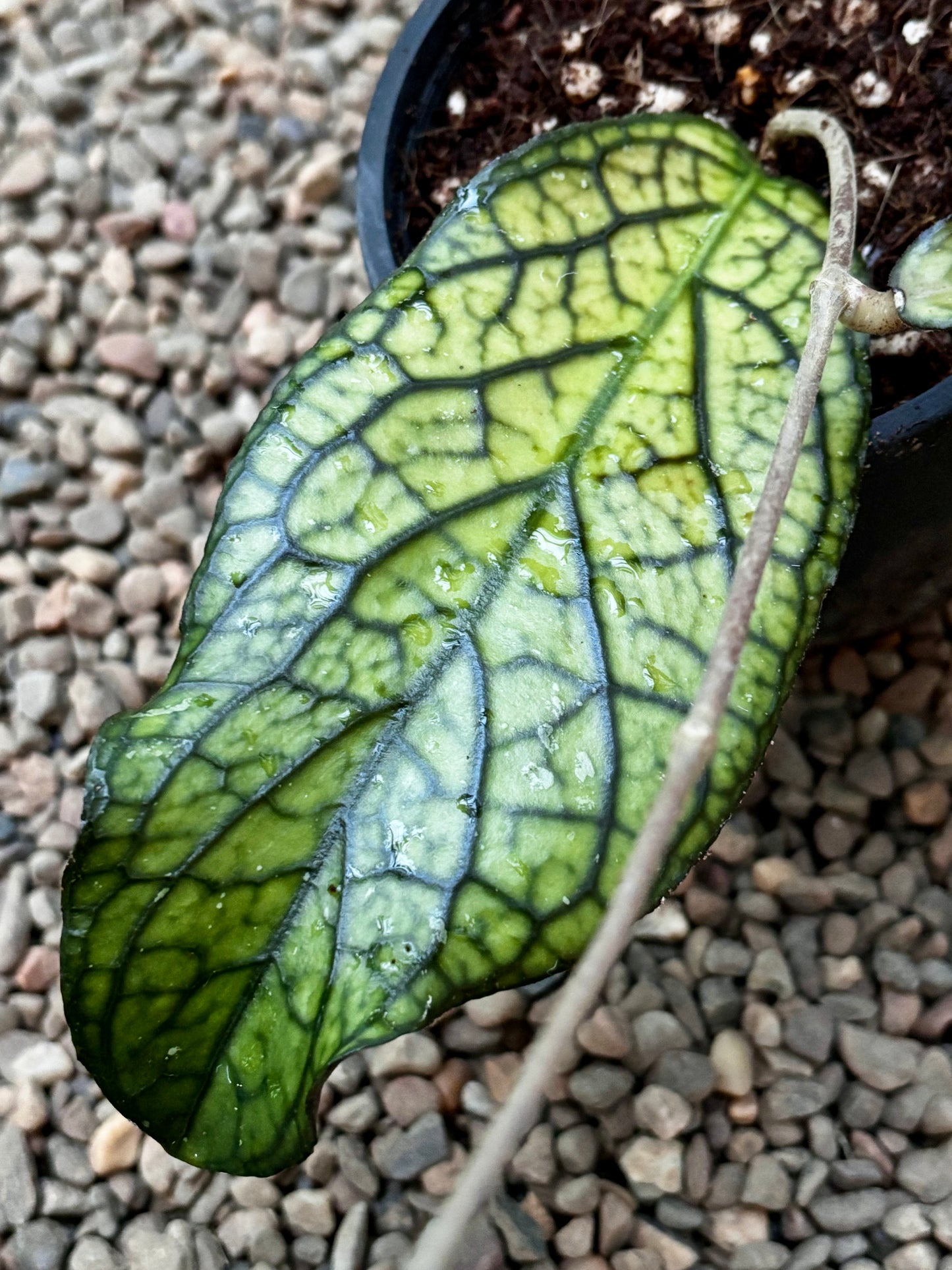 Hoya sp. Lampung H489