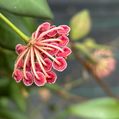 Hoya sp. aff. burtoniae H191