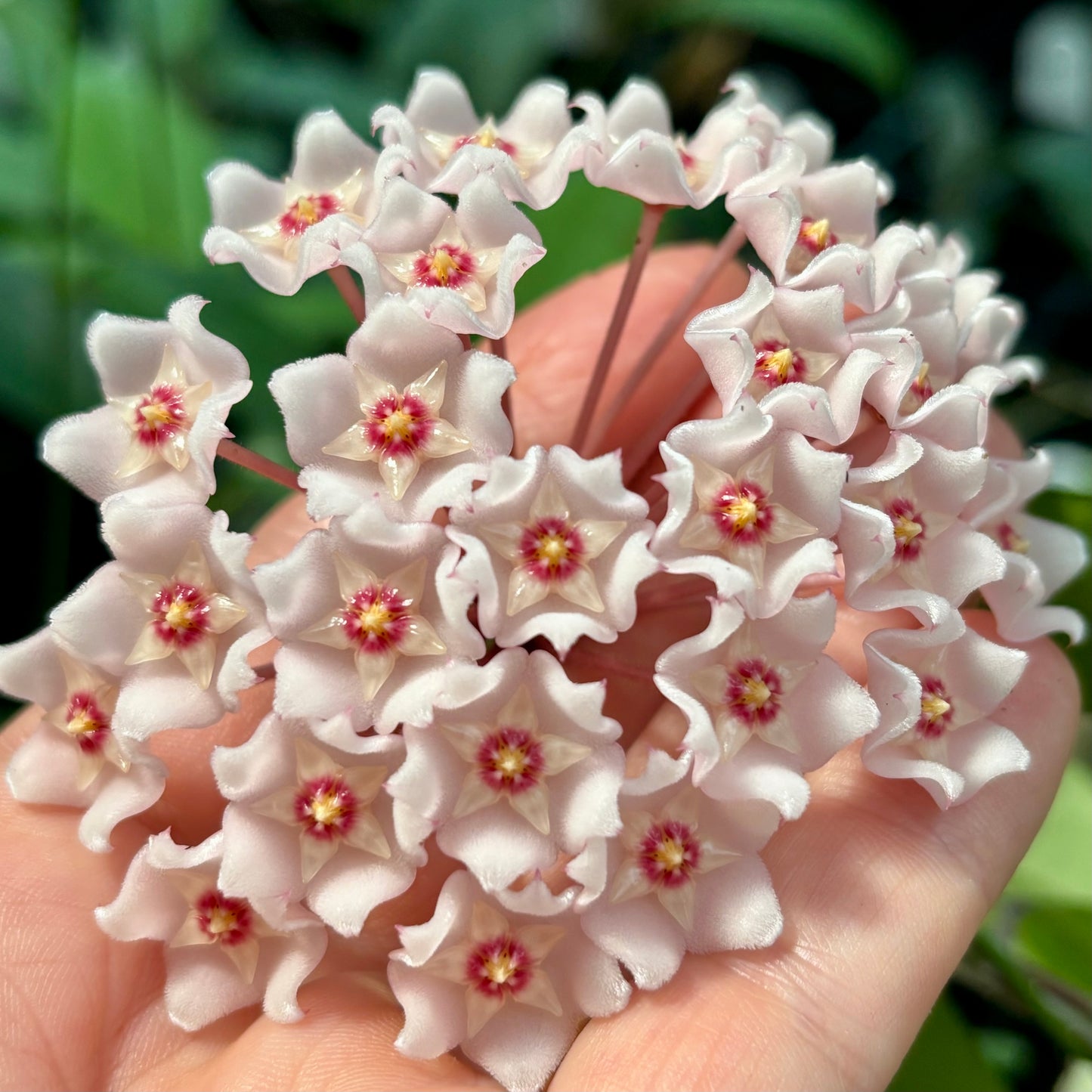 Hoya pubicalyx X fungii H363