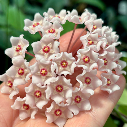 Hoya pubicalyx X fungii H363