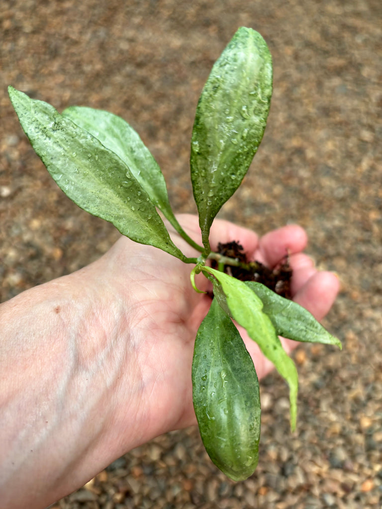 Hoya nicholsoniae 'New Guinea Ghost' H382