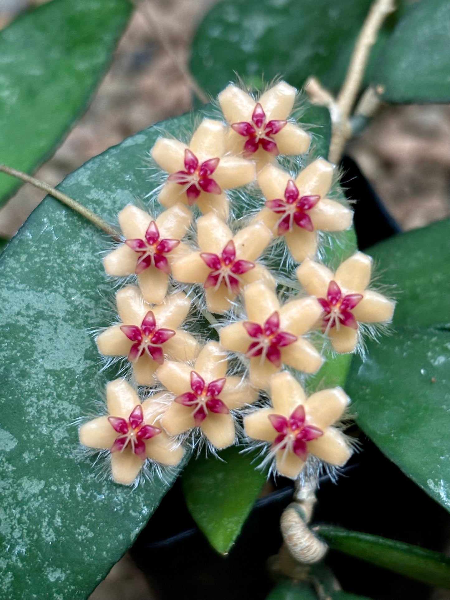 Hoya flagellata (gold) H344