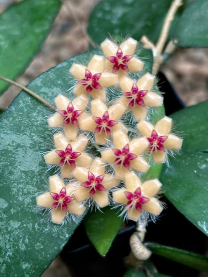 Hoya flagellata (gold) H344