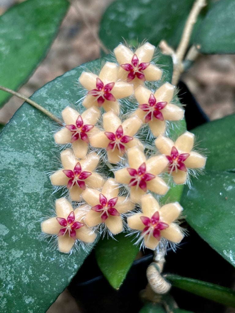 Hoya flagellata gold H344