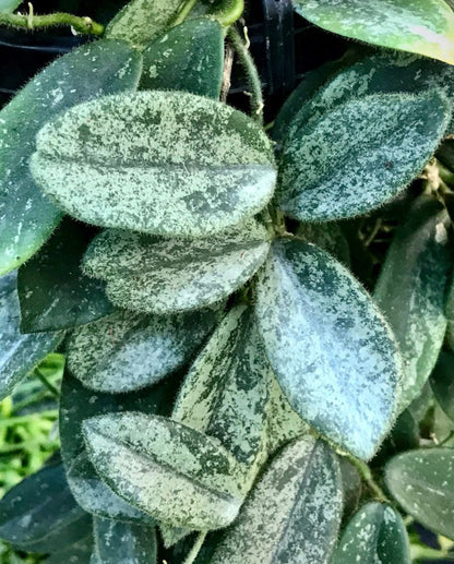 Hoya thomsonii (white) IML 1177 H260