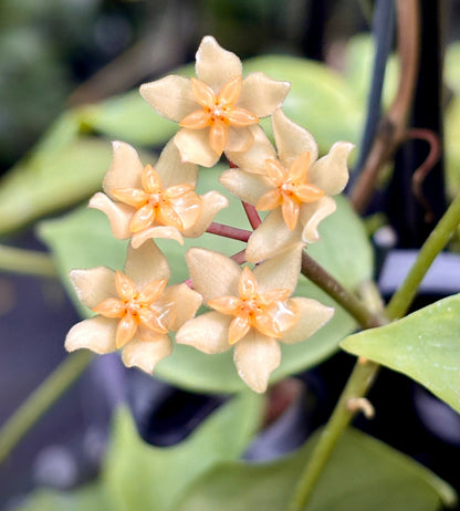 Hoya minahassae IML 1863 H259