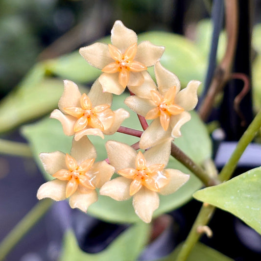 Beginner's Hoya Pack #4 (updated Jan '26)