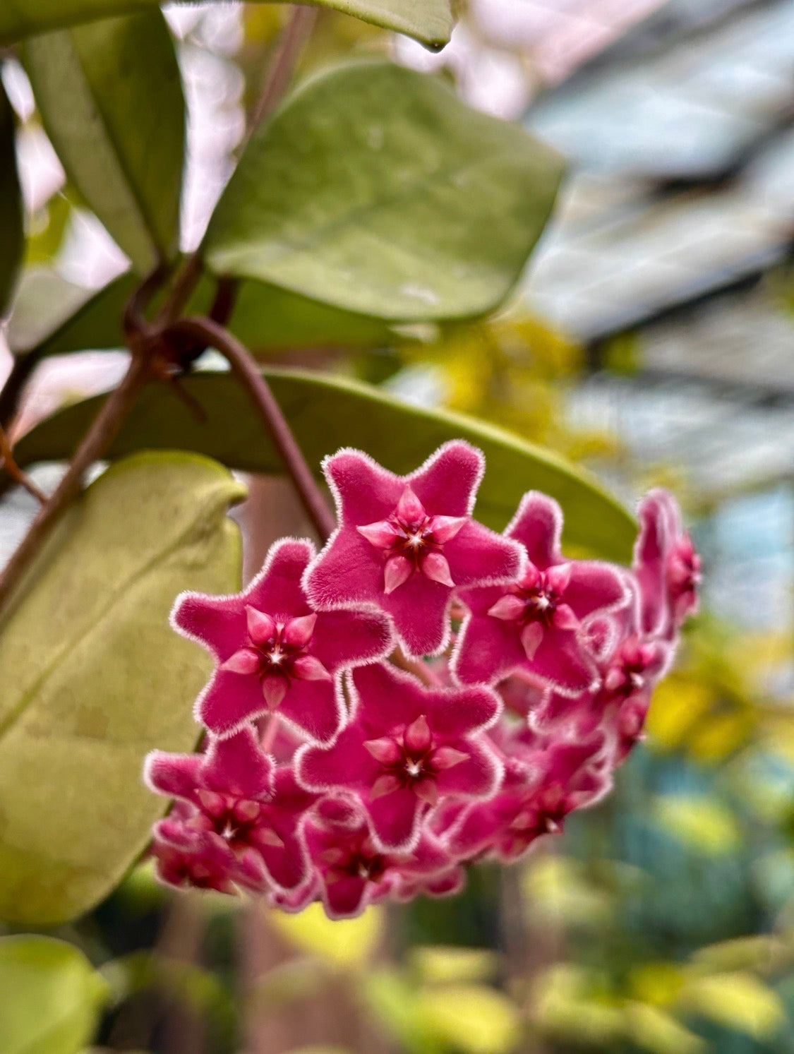 Hoya sp. Ban Ngong Ngoy IML 1514 H170