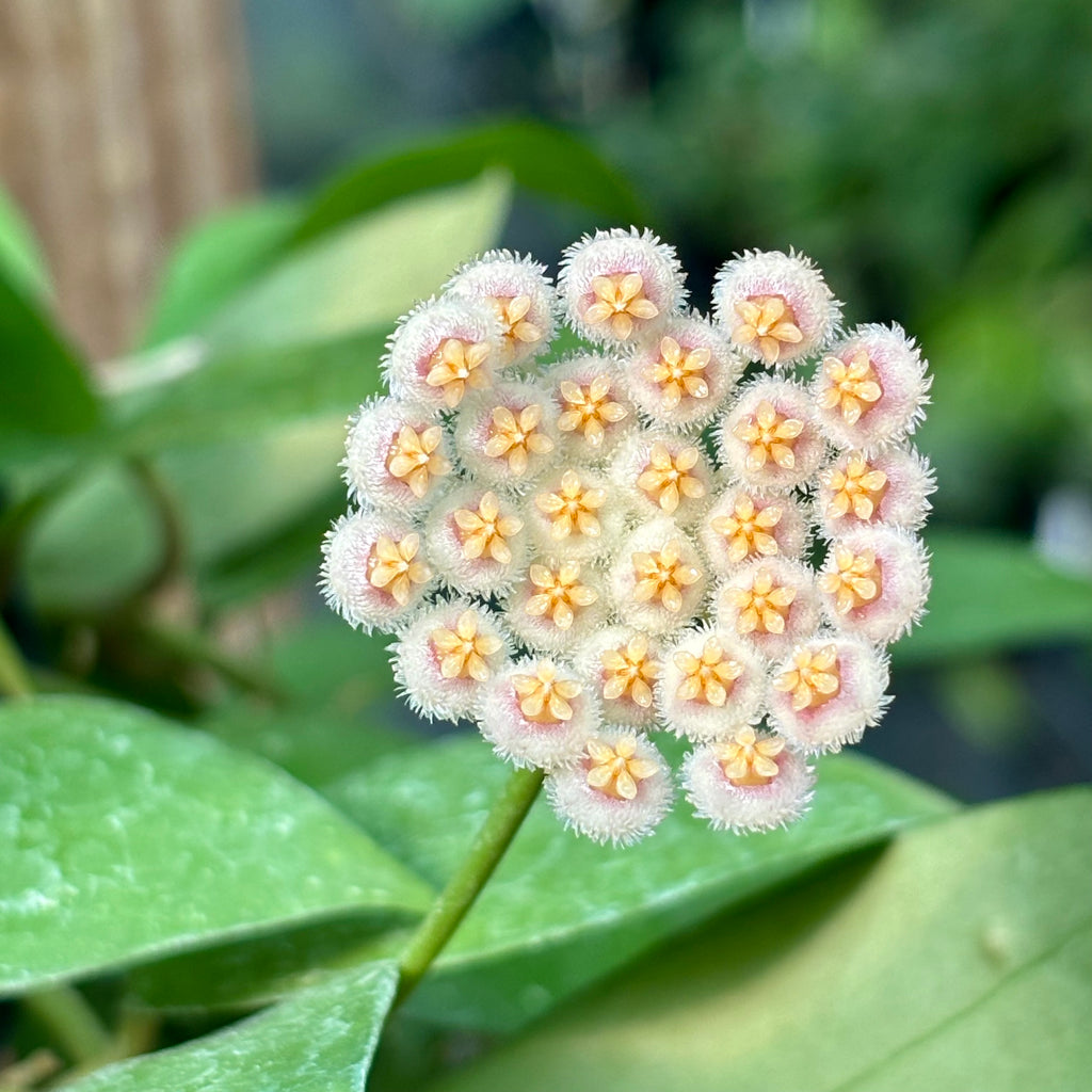 Hoya nabawanensis Sabah IML 1780 H258