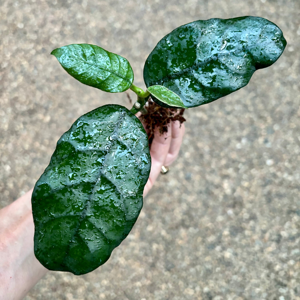 Hoya villosa 'Cao Dang' H394