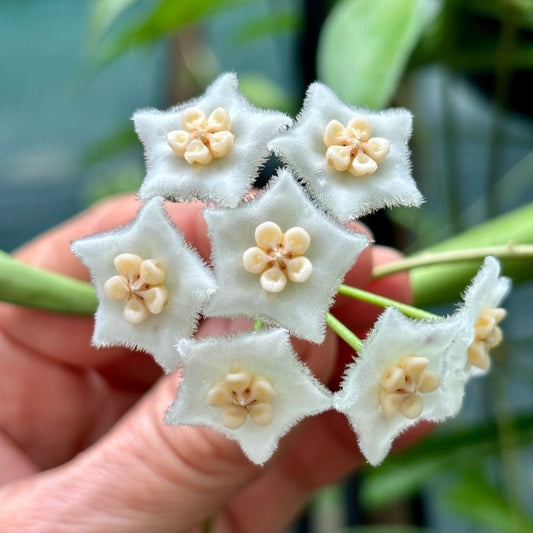 Hoya longifolia IML 0185 H257