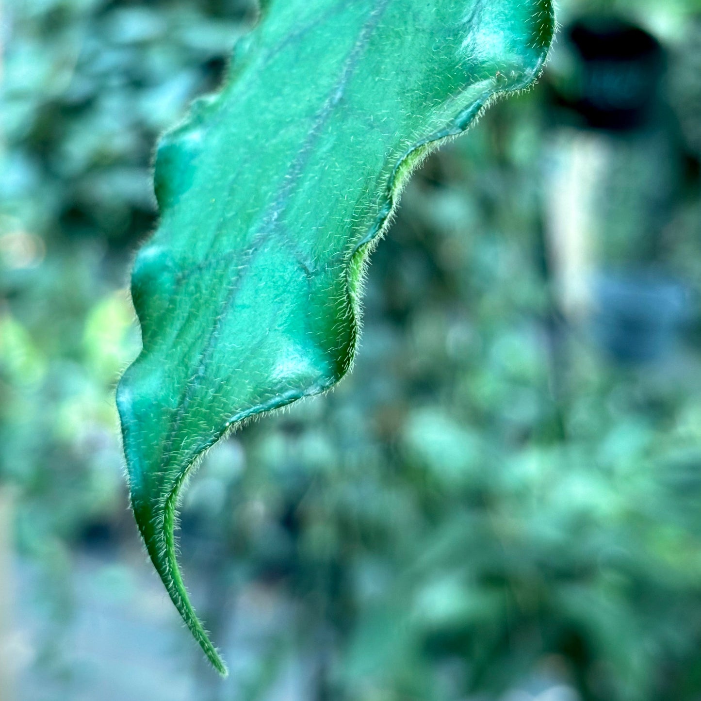 Hoya villosa H268