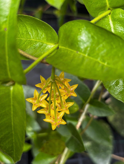 Hoya densifolia H203