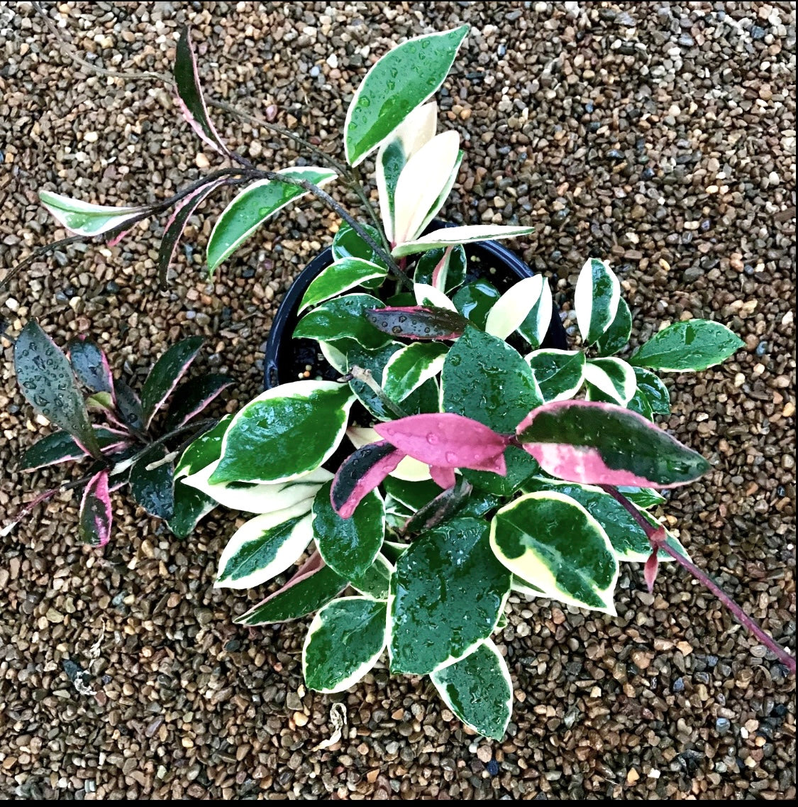 Hoya carnosa variegata 'Purple Pride' H216