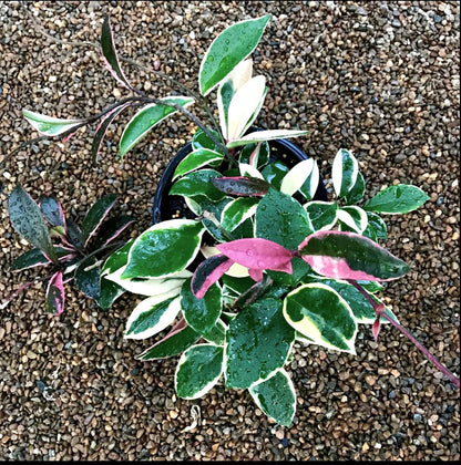 Hoya carnosa variegata 'Purple Pride' H216