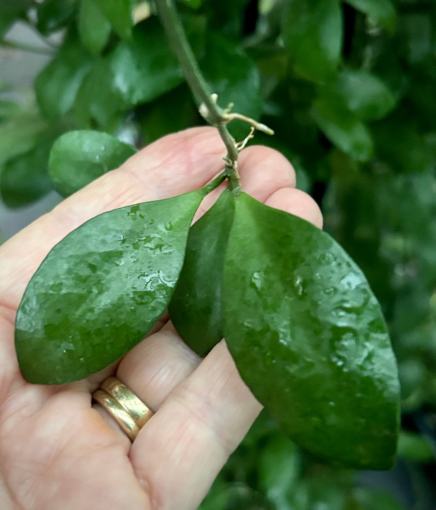 Hoya brevialata IML 1216 H223