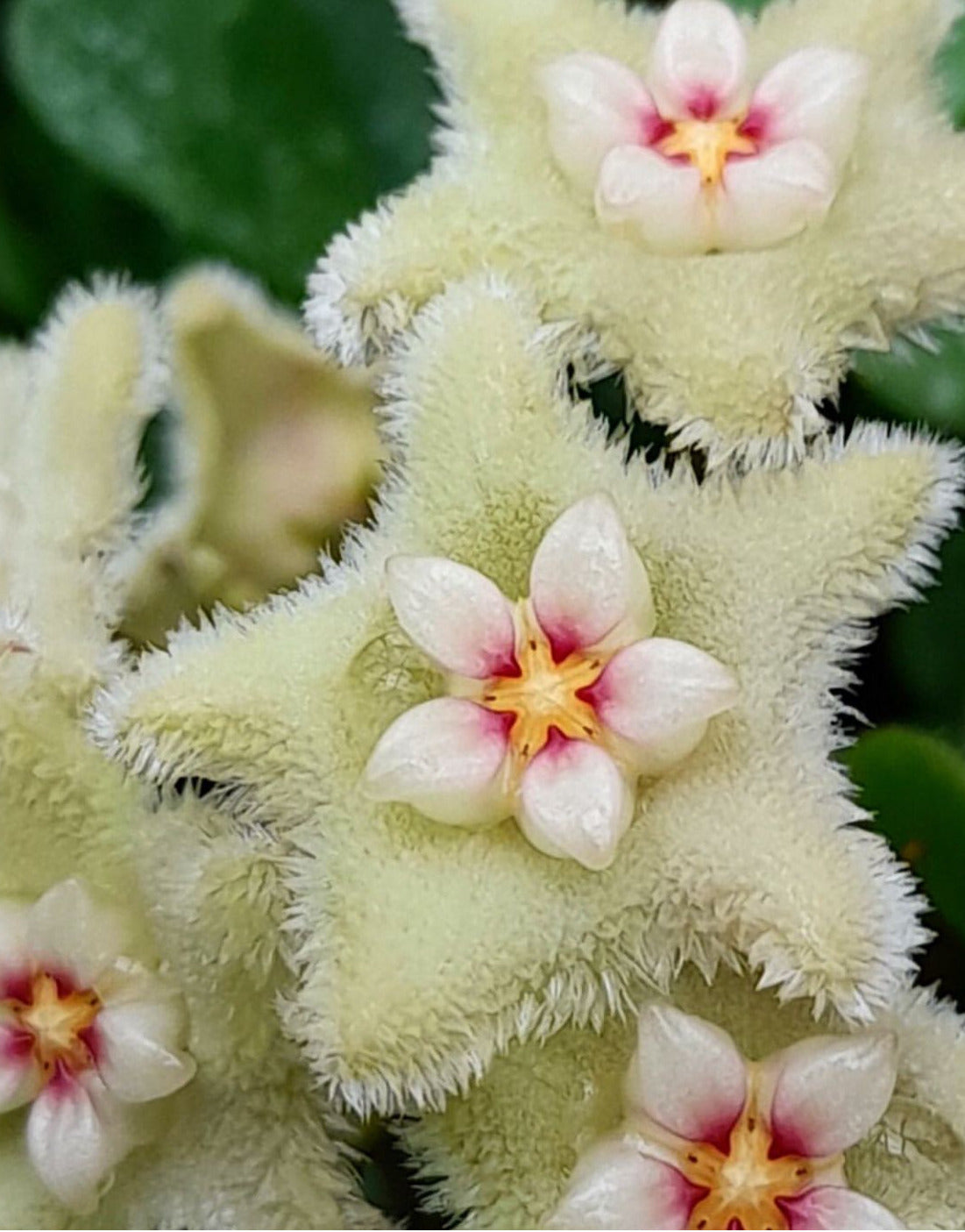 Hoya serpens H176