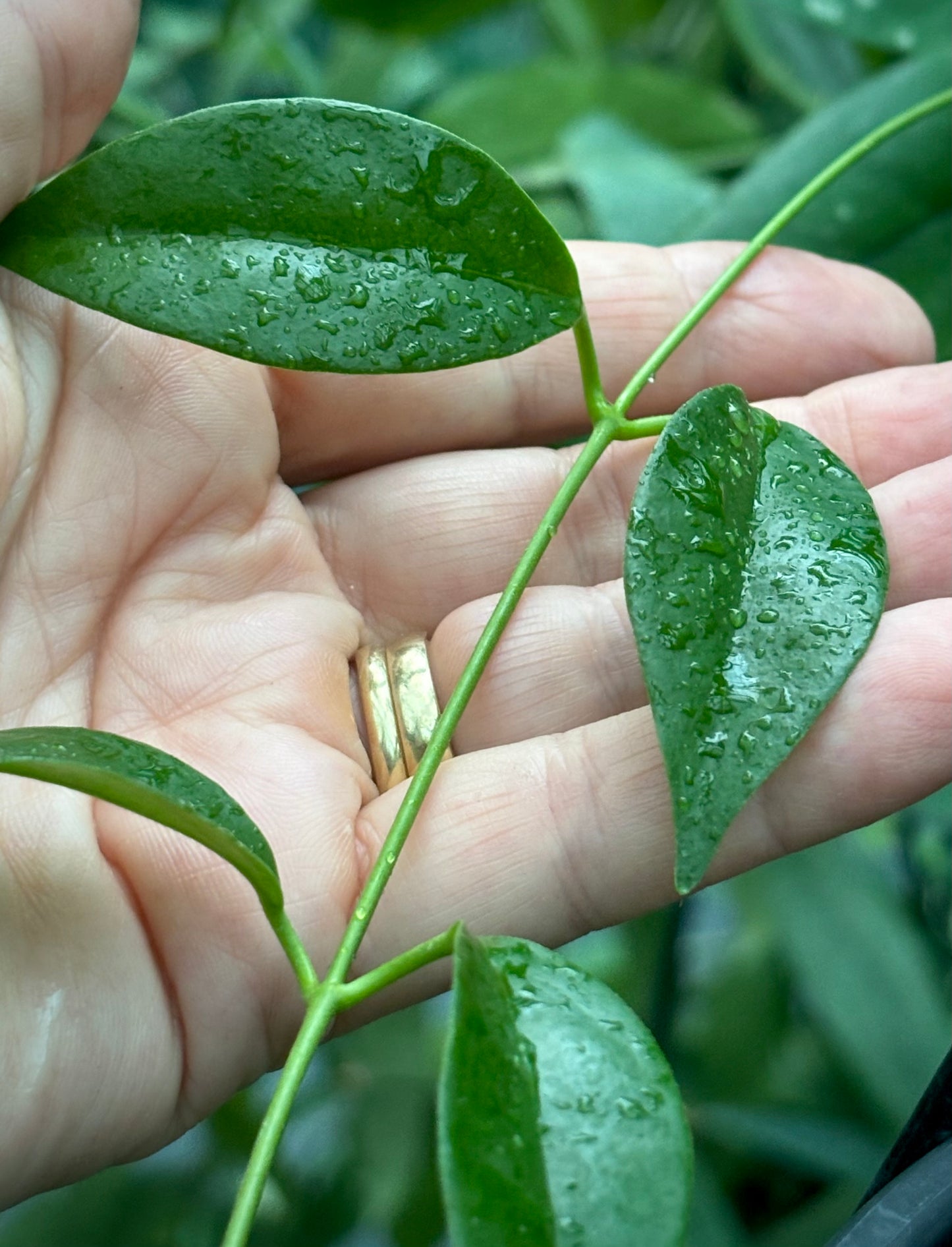 Hoya tannaensis IML 0463 H242