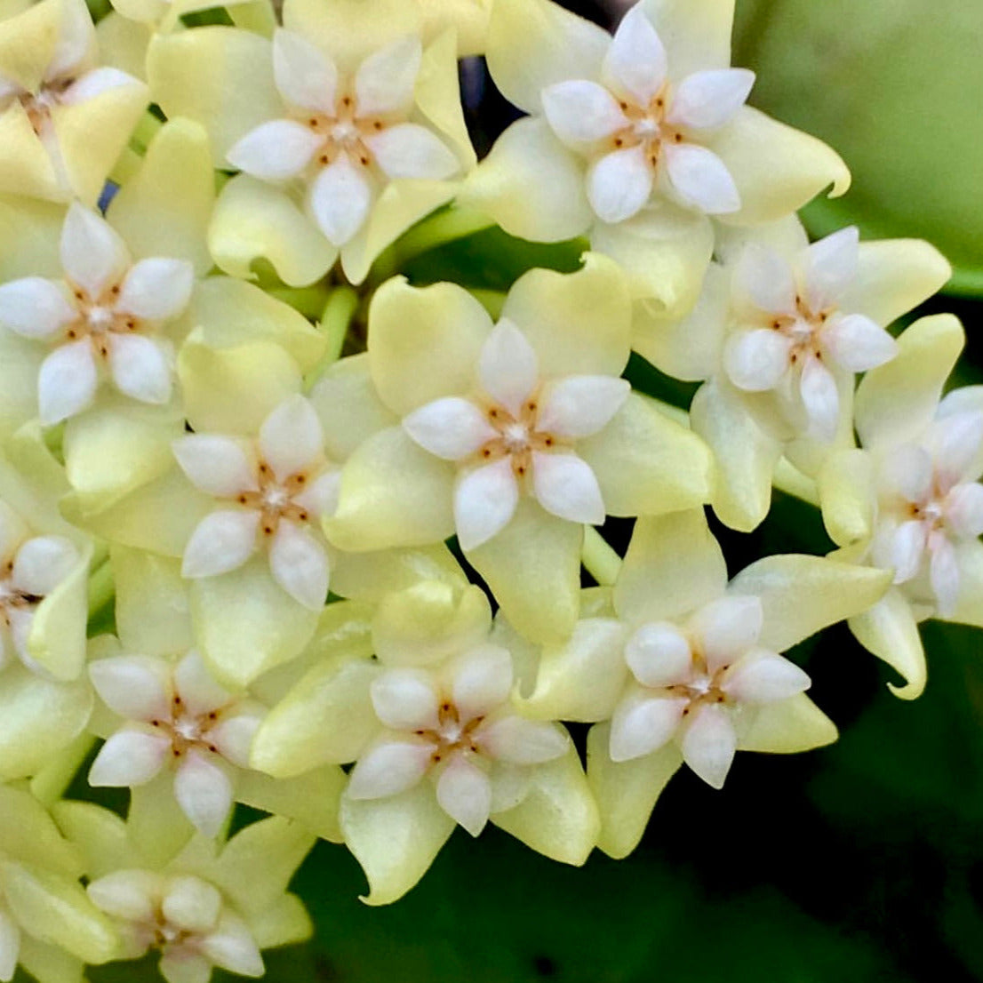 Hoya verticillata (Chiang Mai) H23