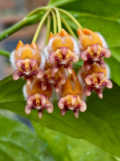 Hoya praetorii H438