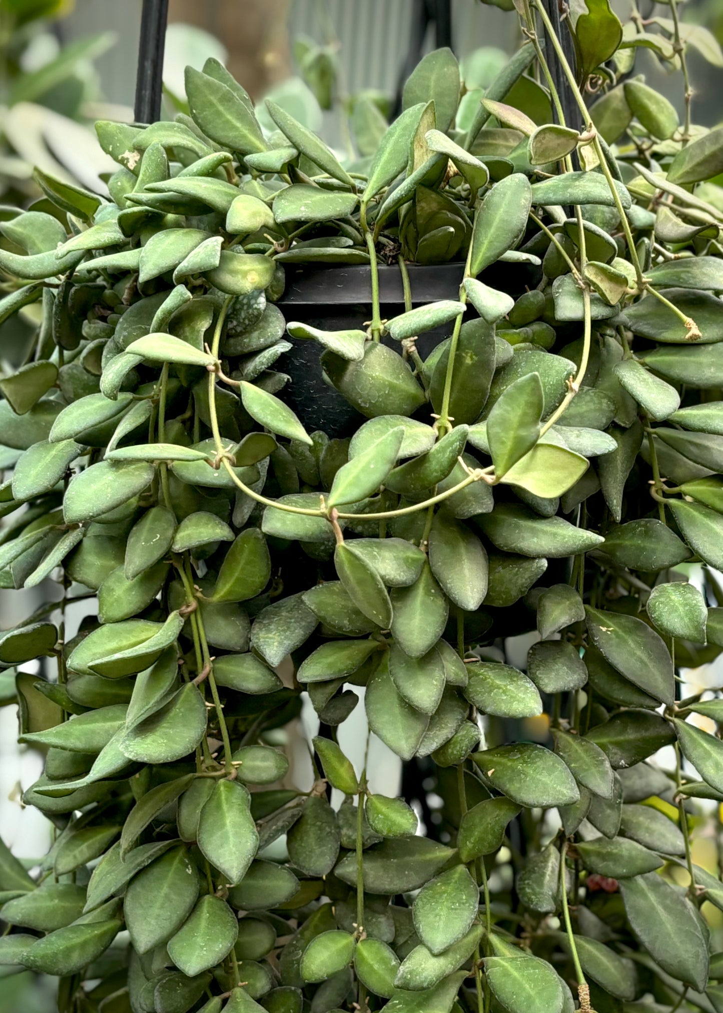 Hoya sp. aff. burtoniae H191