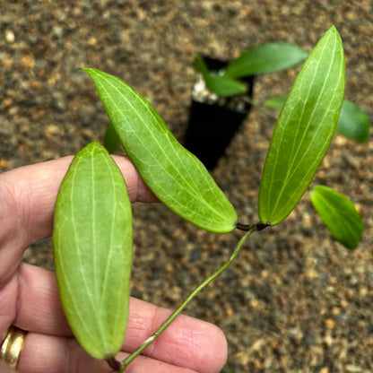 Hoya siariae (peach) H413