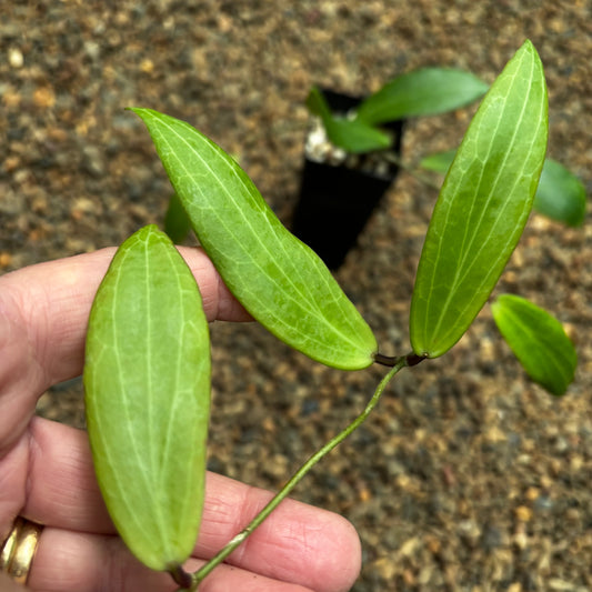 Hoya siariae (peach) H413