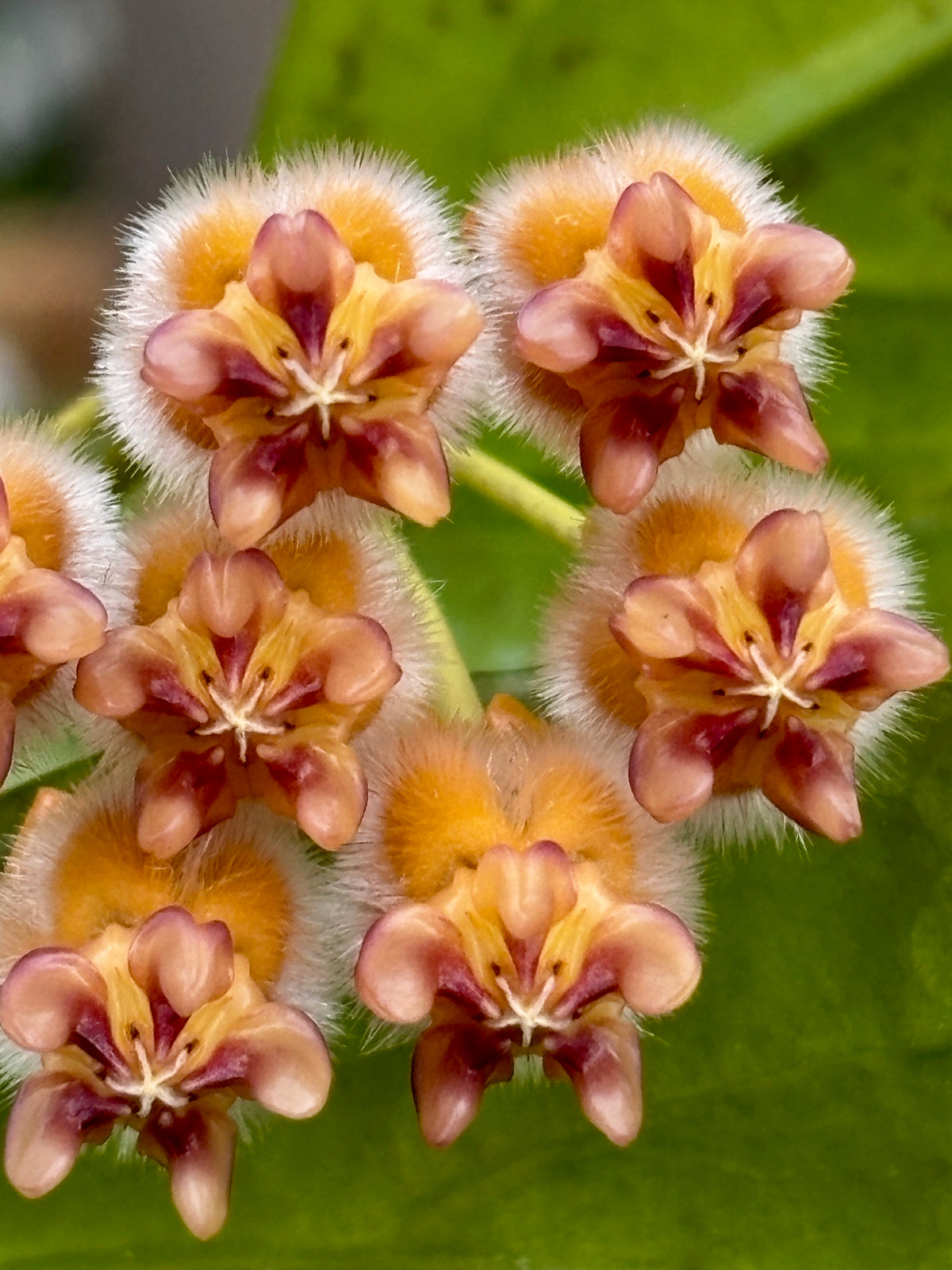 Hoya praetorii H438